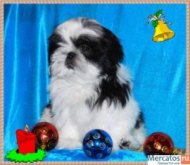 щенки ши-тцу 2