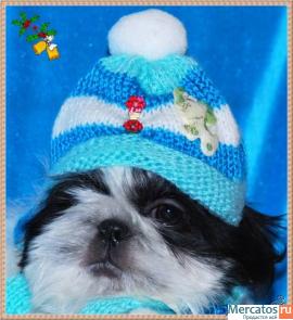 мальчик ши-тцу