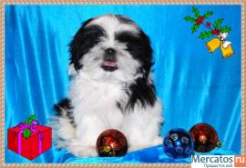 мальчик ши-тцу 2