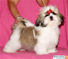 мальчик ши-тцу