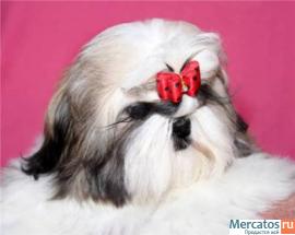 мальчик ши-тцу 2