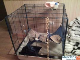 Продам: Клетка проволочная с аксессуарами и сумка пластиковая дл 2