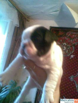 Щенки французского бульдога