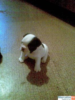 Щенки французского бульдога 3