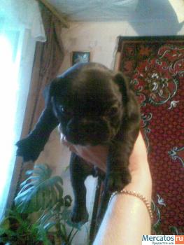 Щенки французского бульдога 4