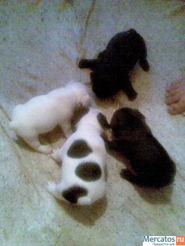 Щенки французского бульдога 5