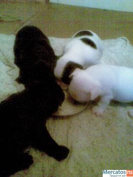 Щенки французского бульдога 6