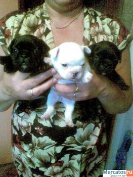 Щенки французского бульдога 7