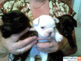 Щенки французского бульдога 8