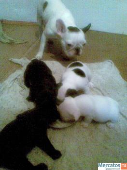 Щенки французского бульдога 9