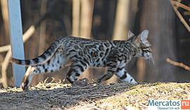 бенгальские котята