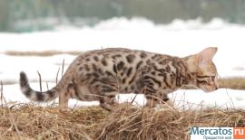 бенгальские котята 3