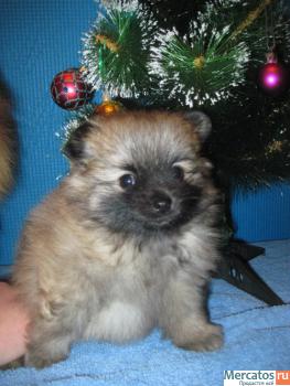 Щенок немецкого шпица