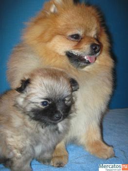 Щенок немецкого шпица 2