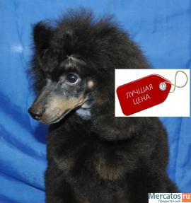 Пуделя щенок миниатюрный черно-подпалый фантом (шьен партиколор