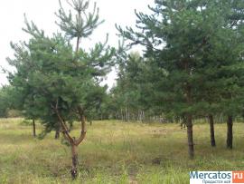 Земля на опушке леса для дачного строительства по Новорижско