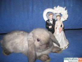 Супер карликовые, вислоухие крольчата с родословной из Питомника