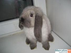 Супер карликовые, вислоухие крольчата с родословной из Питомника 2