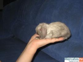 Супер карликовые, вислоухие крольчата с родословной из Питомника 3