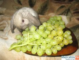 Супер карликовые, вислоухие крольчата с родословной из Питомника 4