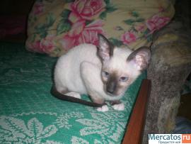 Котята петерболда на продажу 2