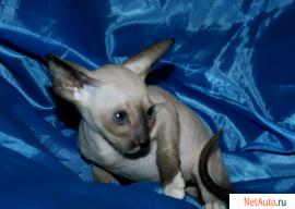 Котята петерболда на продажу