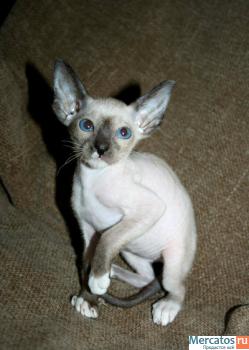 Котята петерболда на продажу 3