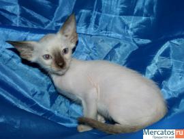 Котята петерболда на продажу 4