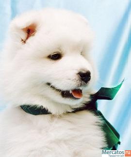 Самоед щенки