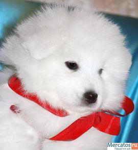 Самоед щенки 2