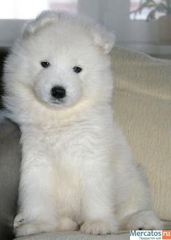 Самоед щенки 3