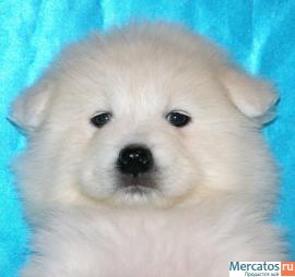 Самоед щенки 4