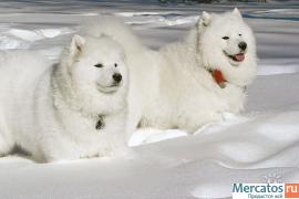 Самоед щенки 5