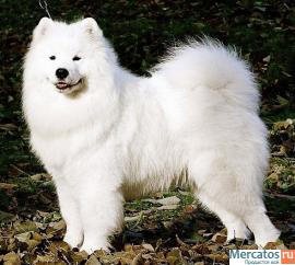 Самоед щенки 6