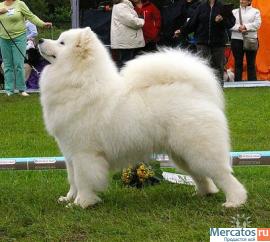 Самоед щенки 7