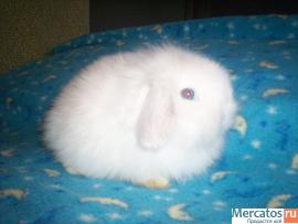 ПРОДАЮТСЯ КАРЛИКОВЫЕ КРОЛЬЧАТА