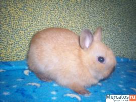 ПРОДАЮТСЯ КАРЛИКОВЫЕ КРОЛЬЧАТА 2