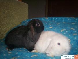 ПРОДАЮТСЯ КАРЛИКОВЫЕ КРОЛЬЧАТА 3