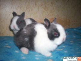 ПРОДАЮТСЯ КАРЛИКОВЫЕ КРОЛЬЧАТА 4