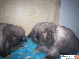 ПРОДАЮТСЯ КАРЛИКОВЫЕ КРОЛЬЧАТА 5