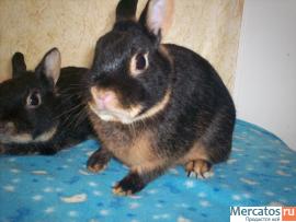 ПРОДАЮТСЯ КАРЛИКОВЫЕ КРОЛЬЧАТА 6