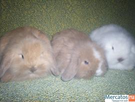 ПРОДАЮТСЯ КАРЛИКОВЫЕ КРОЛЬЧАТА 7