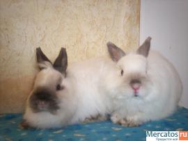 ПРОДАЮТСЯ КАРЛИКОВЫЕ КРОЛЬЧАТА 8