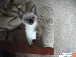 Продаю Тайских(старо-сиамских)котят,1.5мес.
