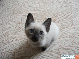 Продаю Тайских(старо-сиамских)котят,1.5мес. 2