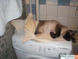 Продаю Тайских(старо-сиамских)котят,1.5мес. 3