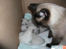 Продаю Тайских(старо-сиамских)котят,1.5мес. 4