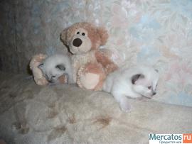 Продаю Тайских(старо-сиамских)котят,1.5мес. 5