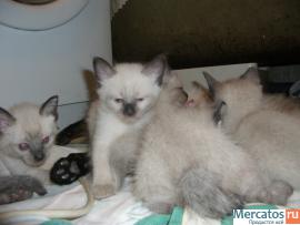 Продаю Тайских(старо-сиамских)котят,1.5мес. 6