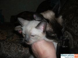 Продаю Тайских(старо-сиамских)котят,1.5мес. 7